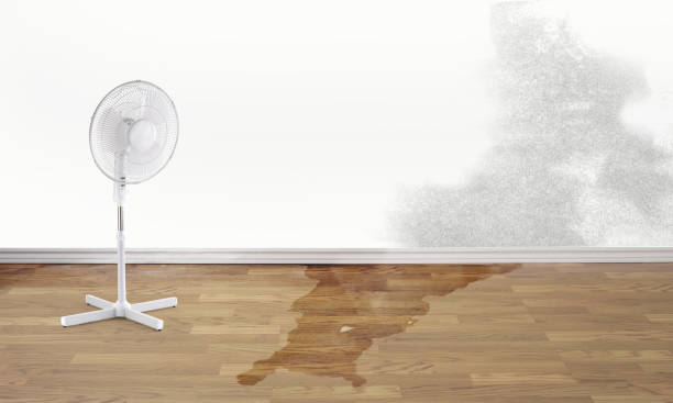 Best Ceiling water damage repair  in Kelso, WA
